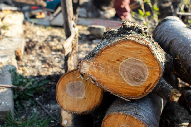 Best Arborist Consultation Services  in Warren, PA