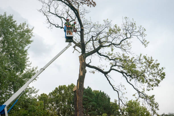 Best Stump Grinding and Removal  in Warren, PA