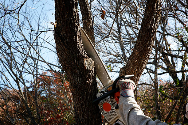 Best Lawn Watering Services  in Warren, PA