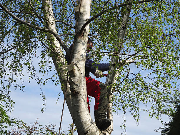 Best Tree Risk Assessment  in Warren, PA